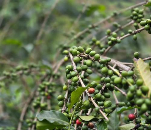 Café vert de spécialité