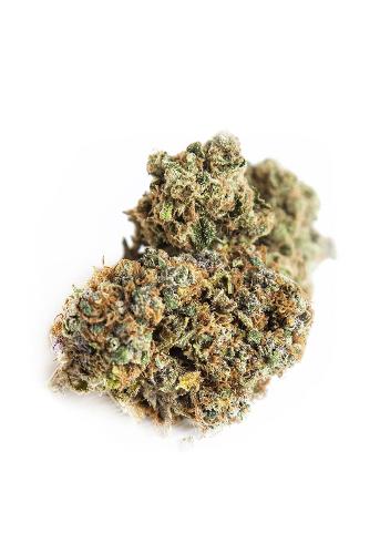 Maine Coon – Orange Cookies CBD