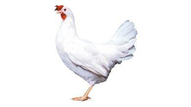 Poules Dekalb White