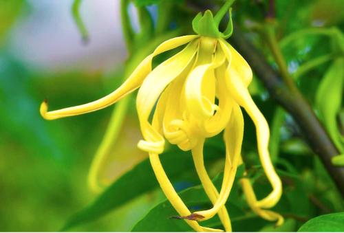 HE Ylang-ylang Grade III