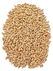 blé entier biologique