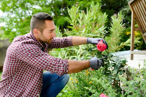 Entretien de jardin