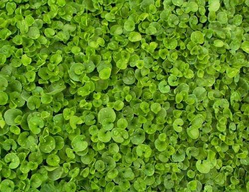 Dichondra repens