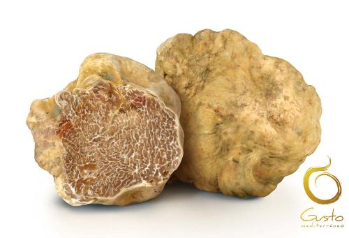 Truffe Fraîche Tuber Magnatum