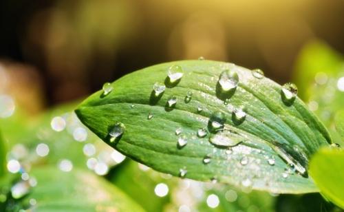 Extraits de plantes standardisés