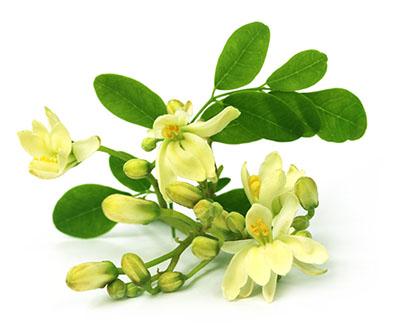 huile de Moringa (Moringa Oleifera)