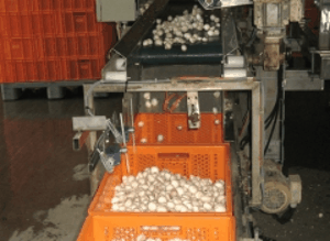 Machines de conditionnement champignons