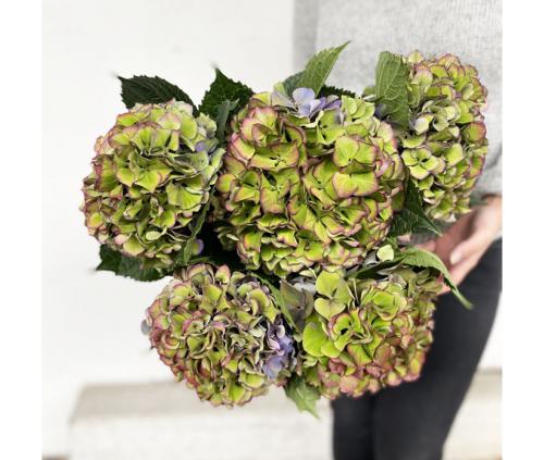 Hortensia automnal (5 tiges)