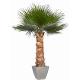 Palmier Washingtonia Stabilisé 1.4m - 1.9m - 2.4m (SAS ELEMENT VEGETAL)